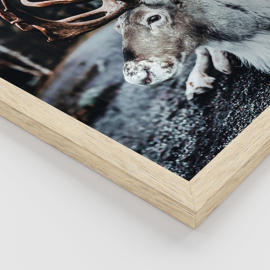 Zestaw obrazy w ramie 50x70 galeria - Renifer, zima, las, pejzaż, natura - rama drewno