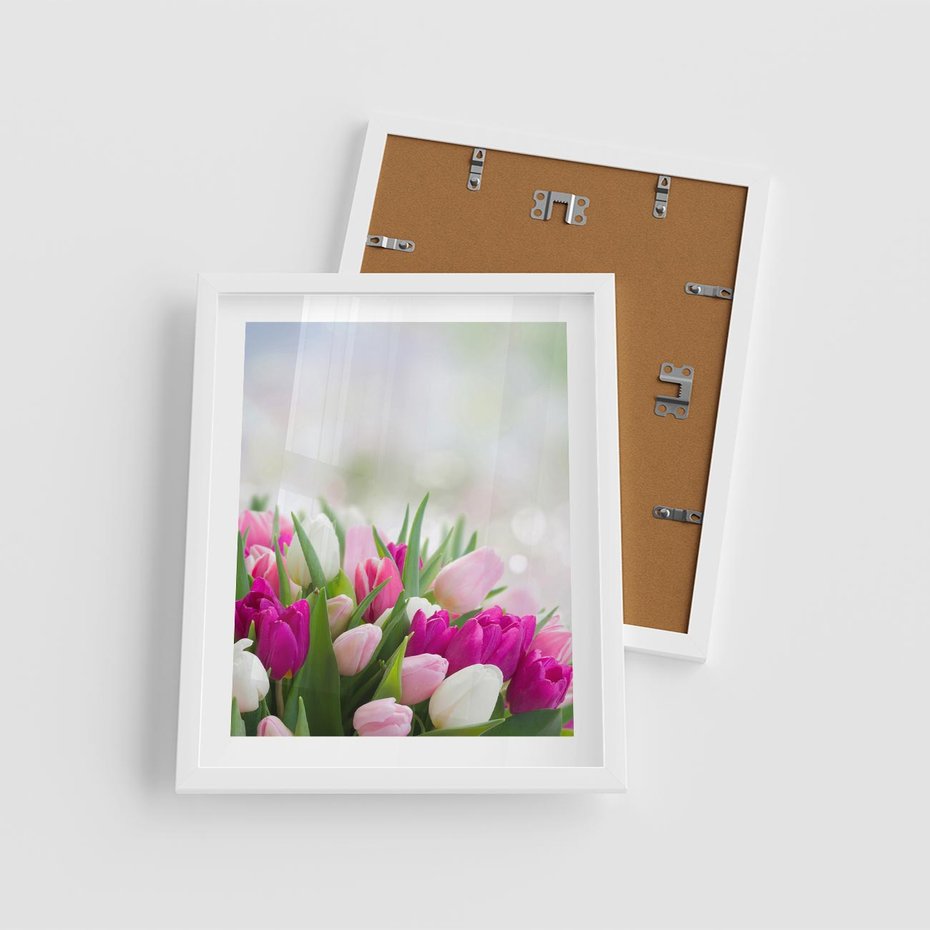 Plakat w ramie 40x50 - Tulipany w pełnym rozkwicie - tulipany, kwiaty - rama biała