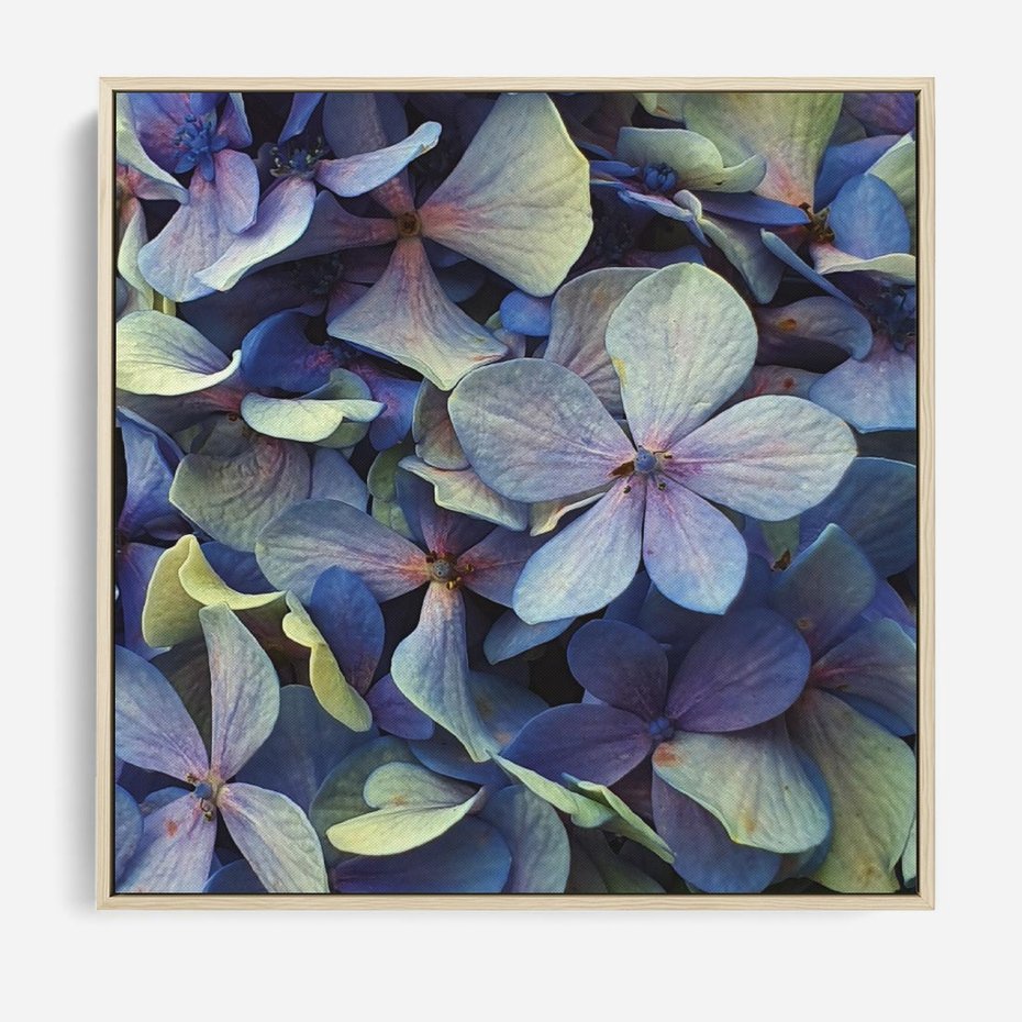 Obraz w ramie 50x50 - Hortensja - delikatność kwiatów - hortensja, kwiaty - rama drewno