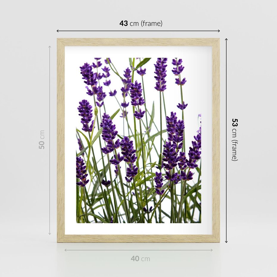 Plakat w ramie 40x50 - Fioletowa harmonia lawendy - lawenda, fiolet - rama drewno