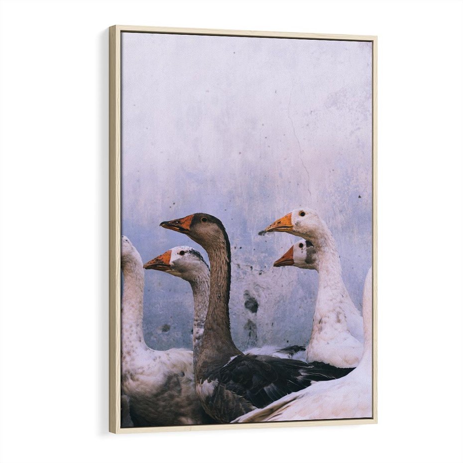 Obraz w ramie 80x120 - Spotkanie Wśród Piór - uchwycony moment, fotografia - rama drewno