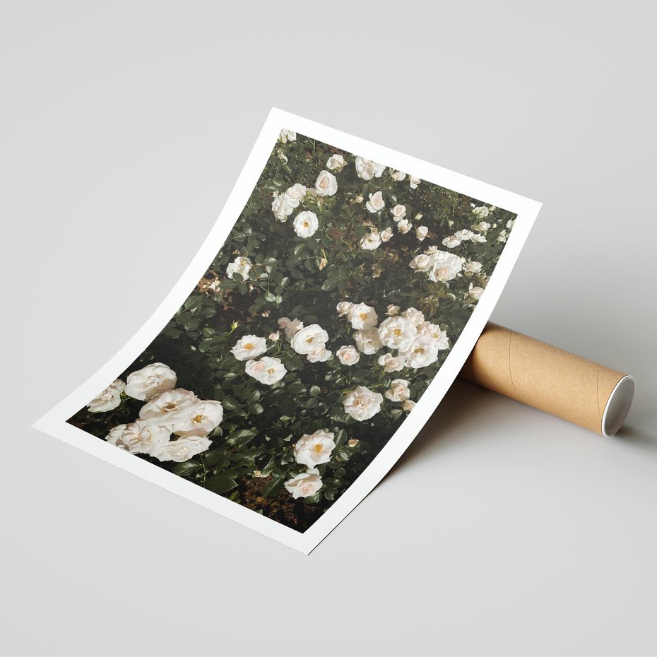 Plakat bez ramy 50x70 - Czyste Piękno - białe kwiaty, białe róże