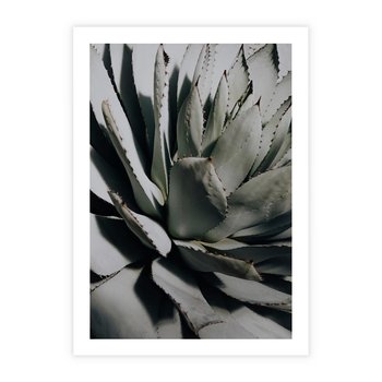 Plakat bez ramy 50x70 - Sukulenty wśród kaktusów - sukulenty, kaktusy