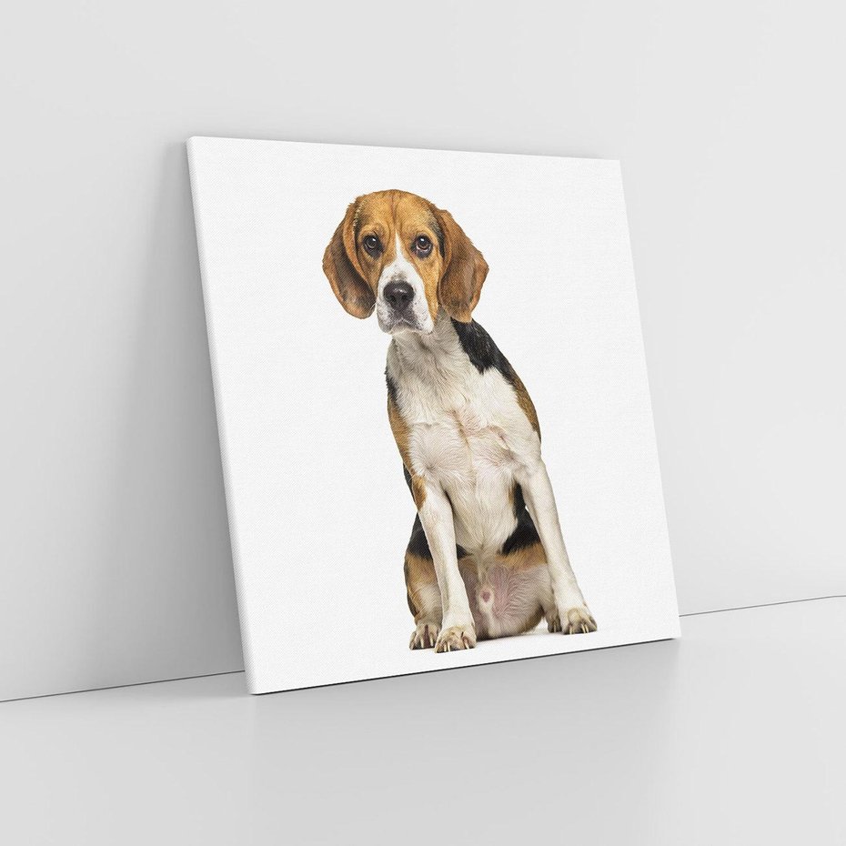 Obraz na płótnie 50x50 - Wierność i radość - pies, piesek