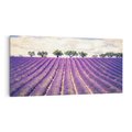 Obraz na płótnie 100x50 - Uroda Lawendy: Kwiatowy Cud Natury - lawenda, kwiaty