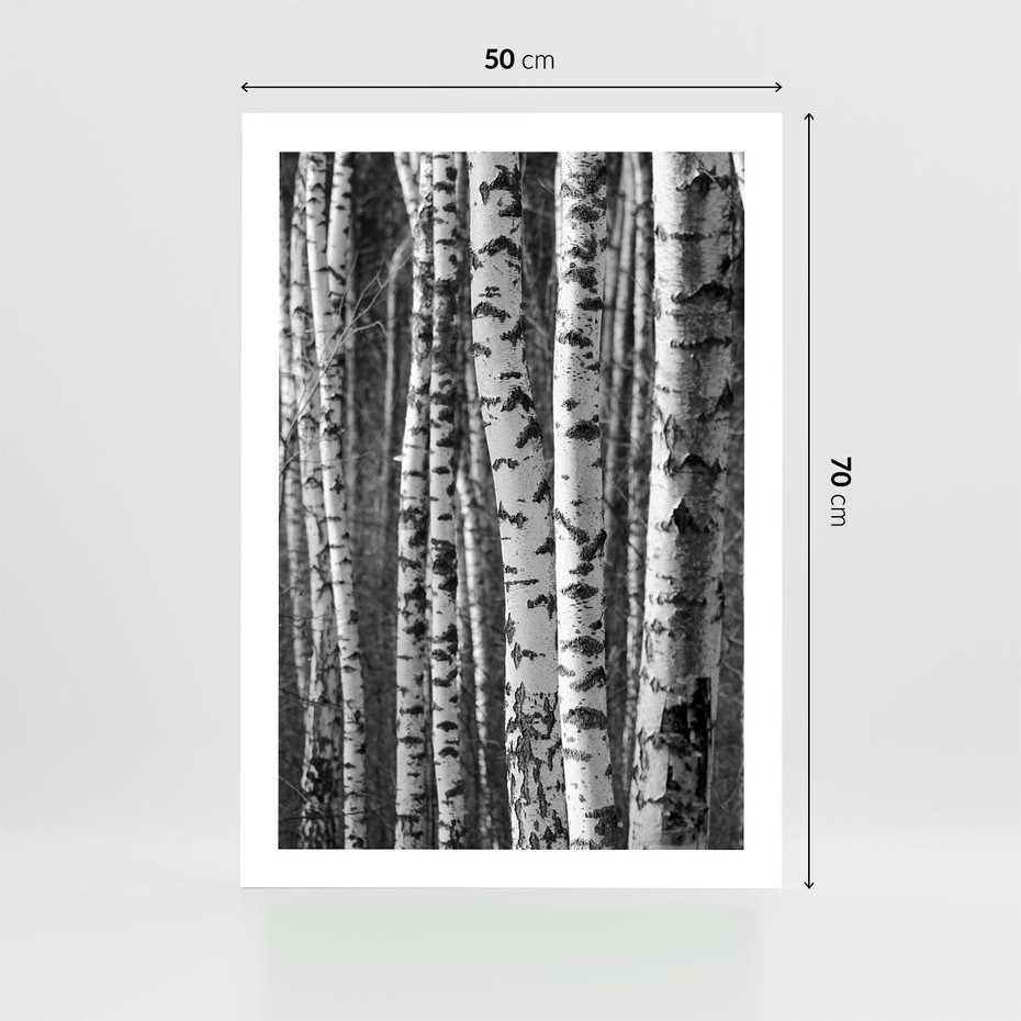 Plakat bez ramy 50x70 - Kontrast Monochromatyczny - brzozy, czarno