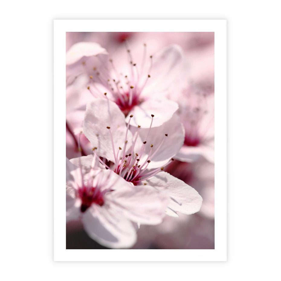 Plakat bez ramy 21x30 - Kwitnąca Wiśnia - kwiaty, kwitnąca