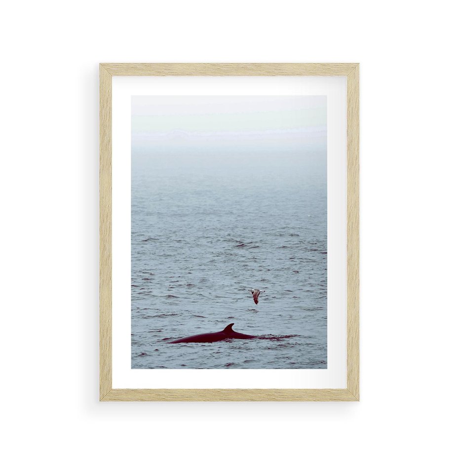 Plakat w ramie 30x40 - Spotkanie z Orką - morze, ocean - rama drewno
