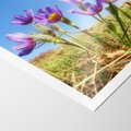 Plakat bez ramy 30x40 - Kwiatowa siła łąki - kwiaty, łąka