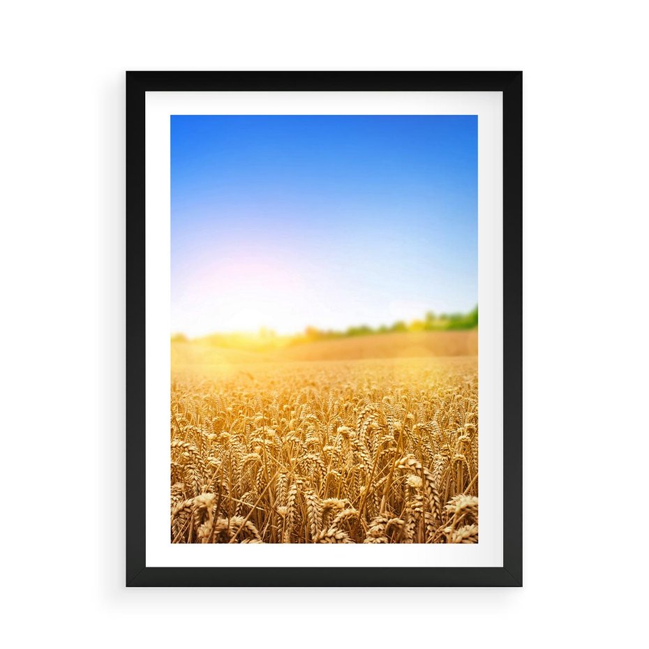 Plakat w ramie 50x70 - Żyzne Pola - pole, pszenicy - rama czarna