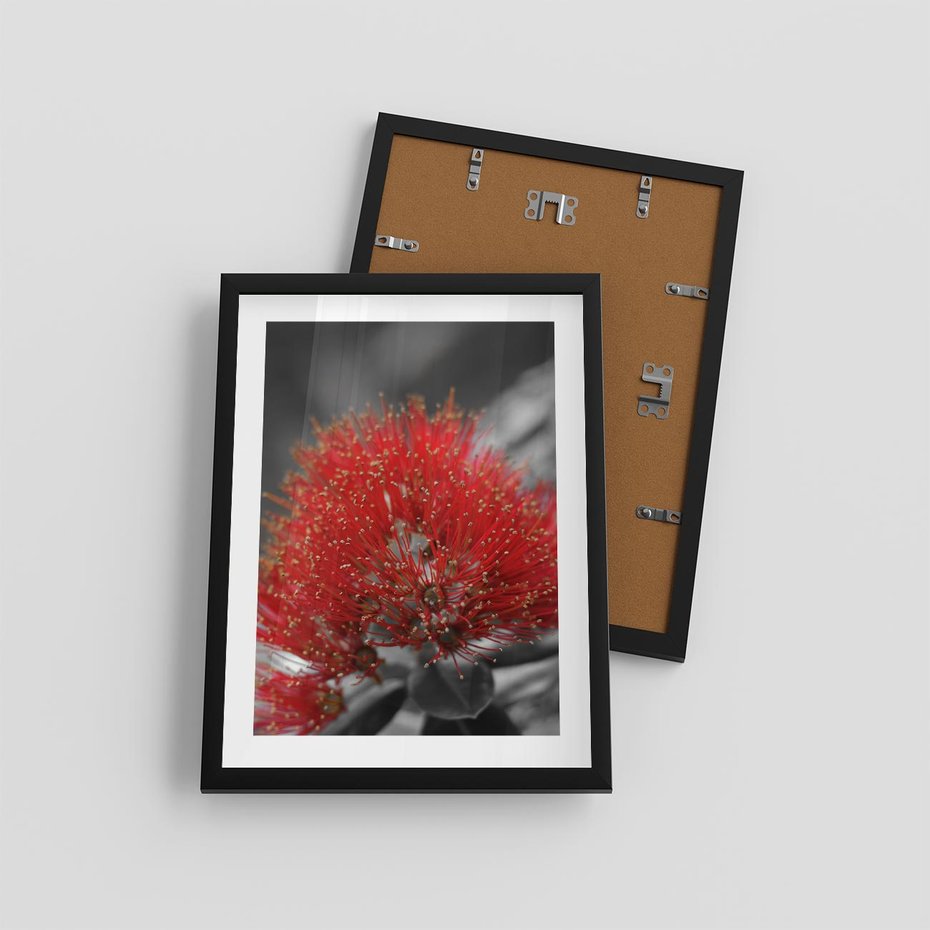 Plakat w ramie 30x40 - Ukwiał na rafie koralowej - ukwiał, rafa - rama czarna