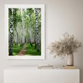 Plakat w ramie 30x40 - Magia lasu pełnego brzóz - las, brzozy - rama biała