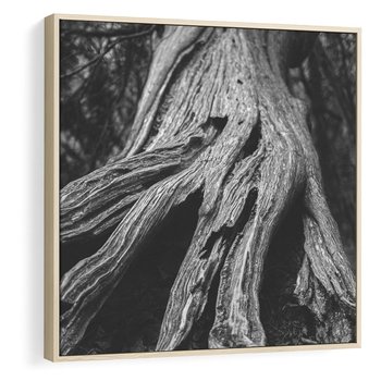 Obraz w ramie 50x50 - Siła Natury - czarno biała fotografia, korzenie wielkiego drzewa - rama drewno
