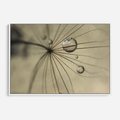 Obraz w ramie 120x80 - Delikatność dmuchawców - dmuchawce, krople - rama biała