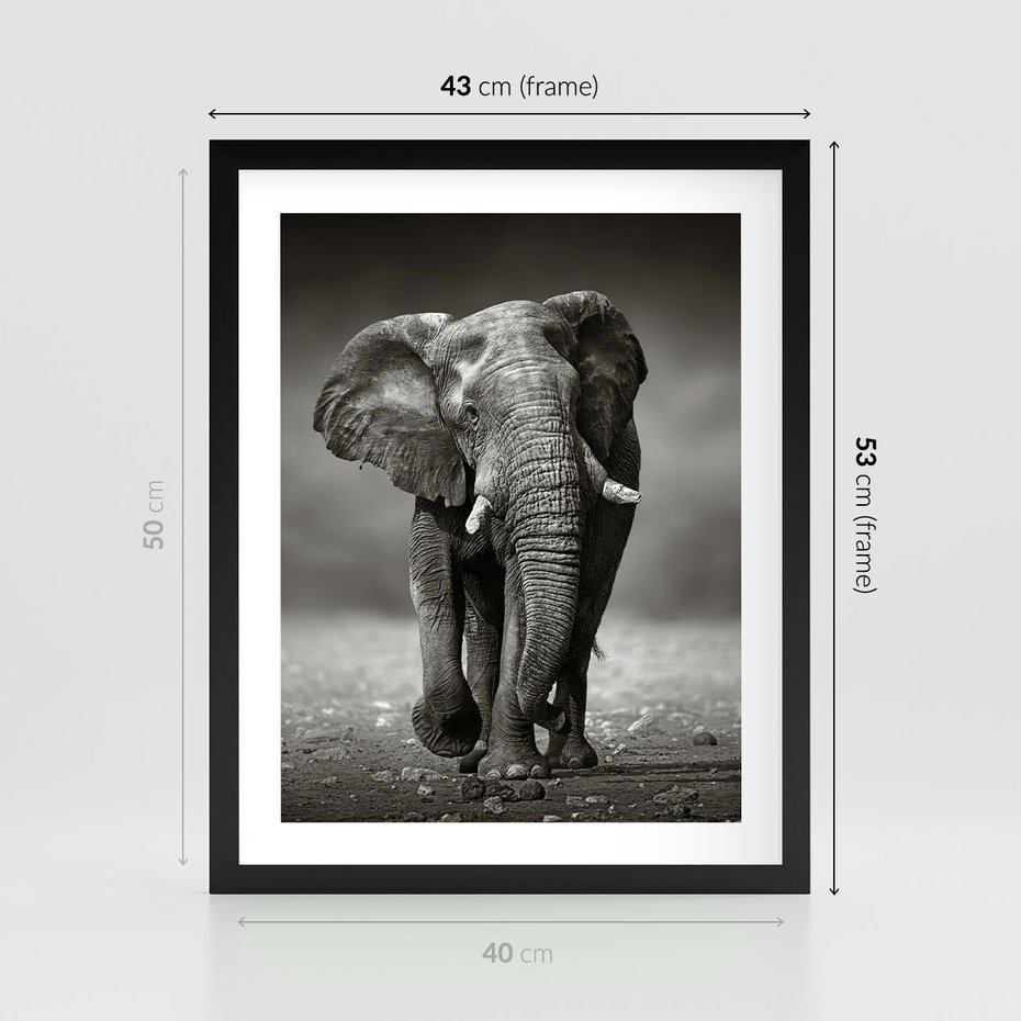 Plakat w ramie 40x50 - Majestatyczny słoń Afryki - słoń, Afryka - rama czarna