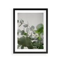 Plakat w ramie 30x40 - Liście eukaliptusa w naturze - eukaliptus, liście - rama czarna