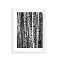 Plakat w ramie 30x40 - Kontrast Monochromatyczny - brzozy, czarno - rama biała