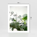Plakat bez ramy 30x40 - Zielony Świat Eukaliptusa - eukaliptus, fotografia