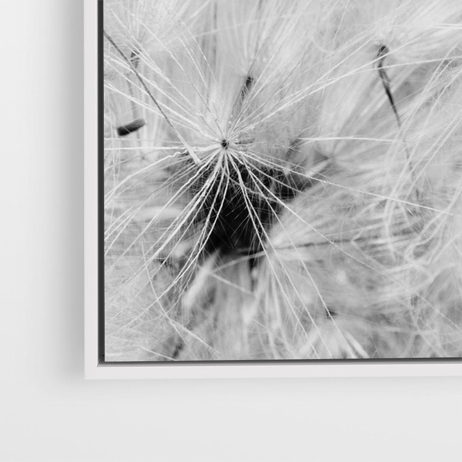 Obraz w ramie 70x50 - Zdmuchnięty Puch - dmuchawce, delikatne - rama biała