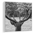 Obraz w ramie 80x80 - Przygubione motyle marzeń - fotografia czarno biała, młody jeleń w zagrodzie - rama biała