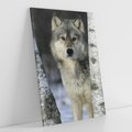 Obraz na płótnie 50x70 - Wilk w Zimowym Lesie - wilk, las