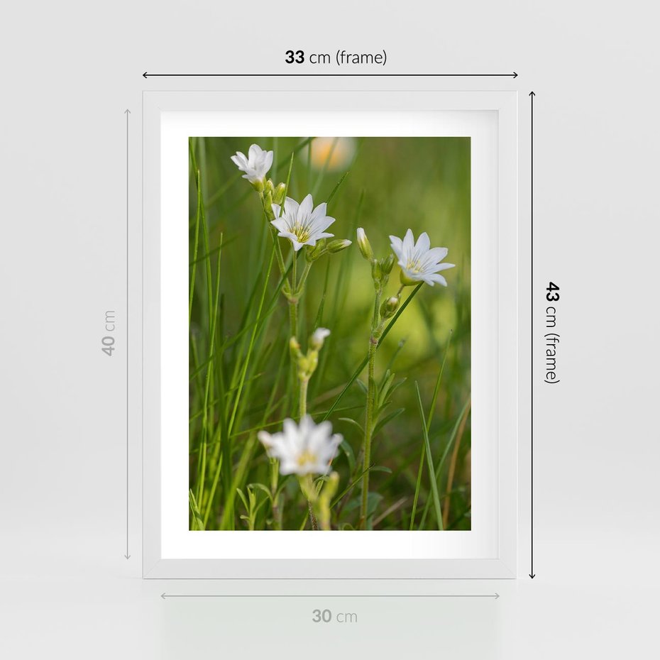 Plakat w ramie 30x40 - Kolorowa łąka - stokrotki, łąka - rama biała