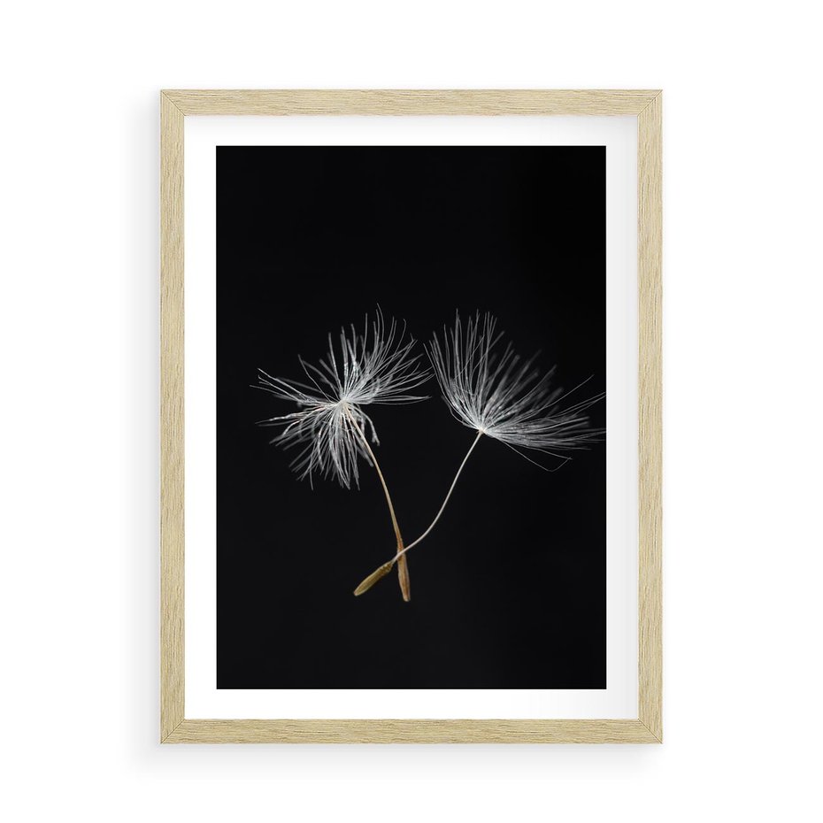 Plakat w ramie 50x70 - Delikatność Wiatru - dmuchawce, makro - rama drewno