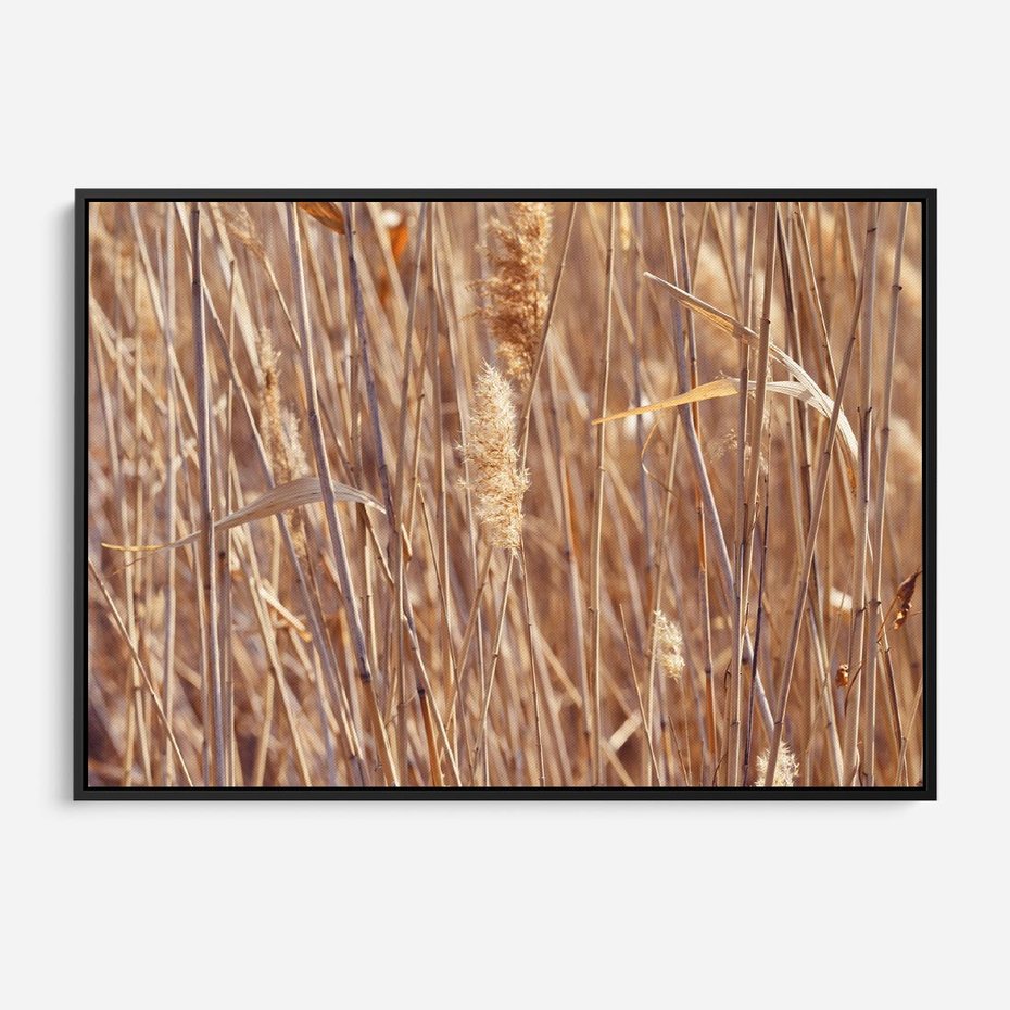 Obraz w ramie 70x50 - Mistrzowskie suche trawy - suche, trawy - rama czarna