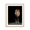 Plakat w ramie 40x50 - Lew: dzikie piękno natury - lew, dzikie - rama drewno
