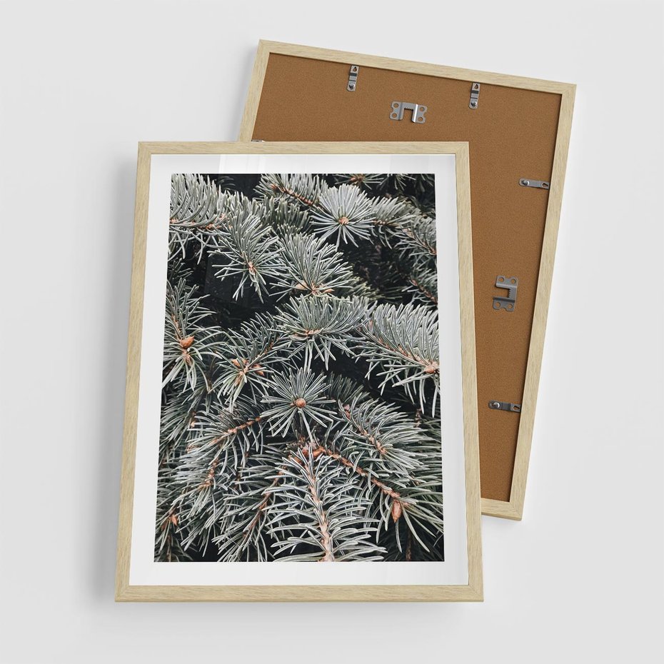 Plakat w ramie 50x70 - Zima na Gałęziach - sosnowe gałęzie, igły - rama drewno