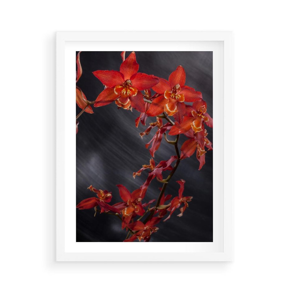 Plakat w ramie 50x70 - Kolorowy Raj - kwiaty, tropikalne - rama biała