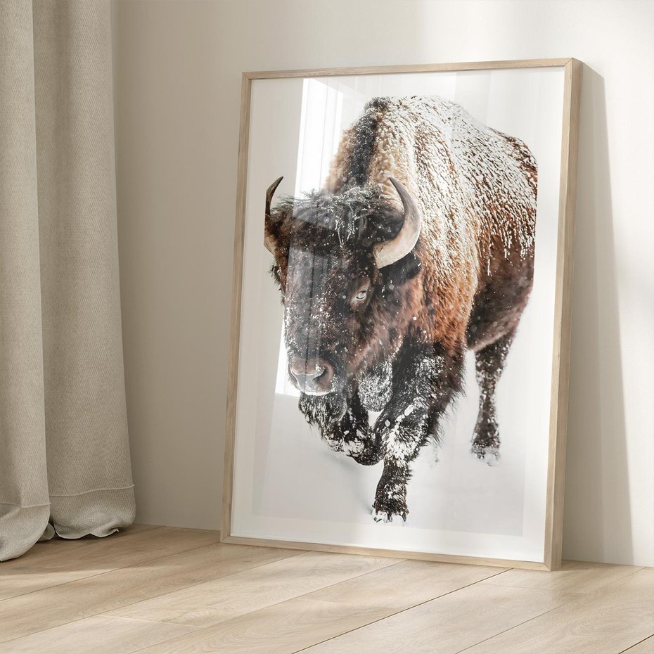 Plakat w ramie 40x50 - Zimowy Władca Puszczy - żubr, bizon - rama drewno