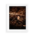 Plakat w ramie 50x70 - Gałęzie i Liść w Brązowej Tonacji - suche gałęzie, liść - rama biała