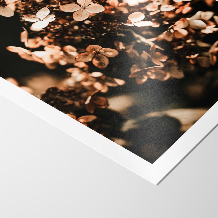 Plakat bez ramy 40x50 - Hortensja - Suchy Kwiat w Sztuce - hortensja, suchy kwiat