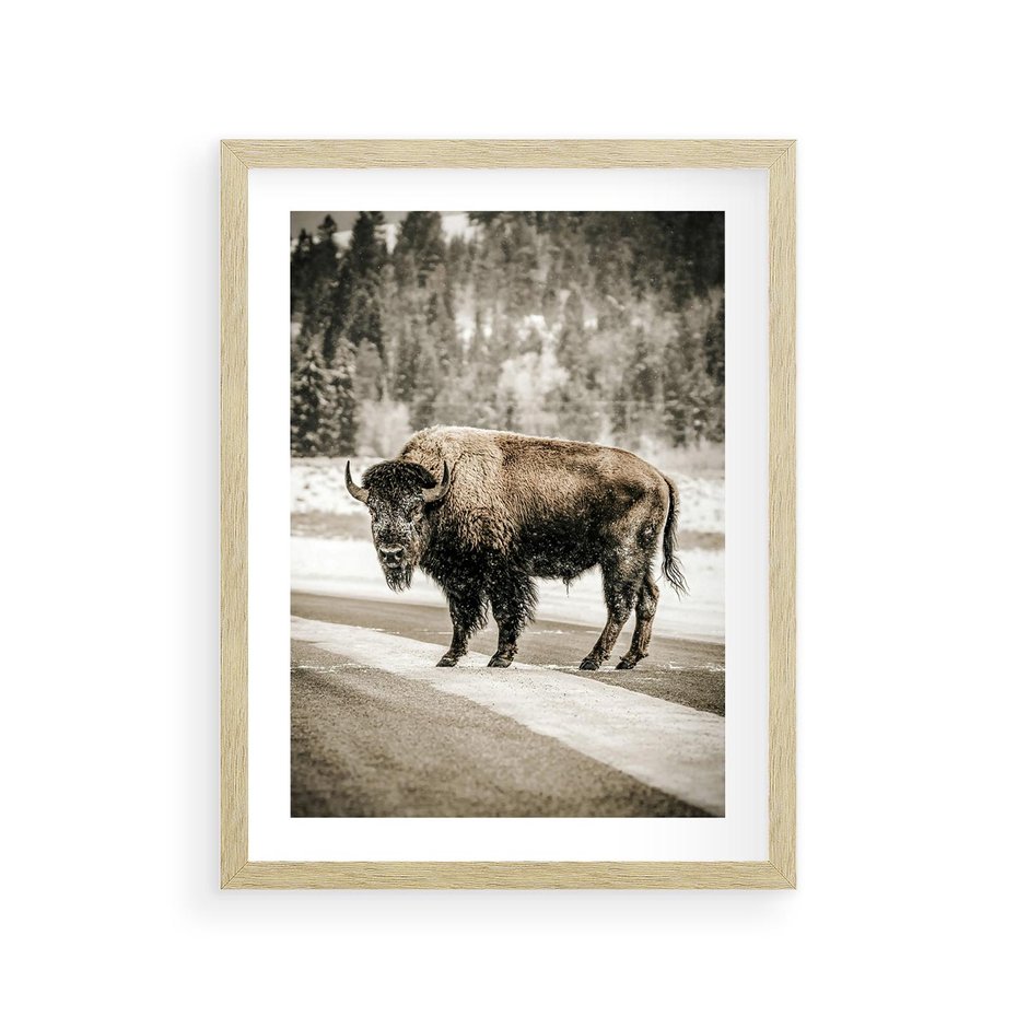 Plakat w ramie 30x40 - Spotkanie z Żubrem na Leśnej Drodze - żubr, las - rama drewno