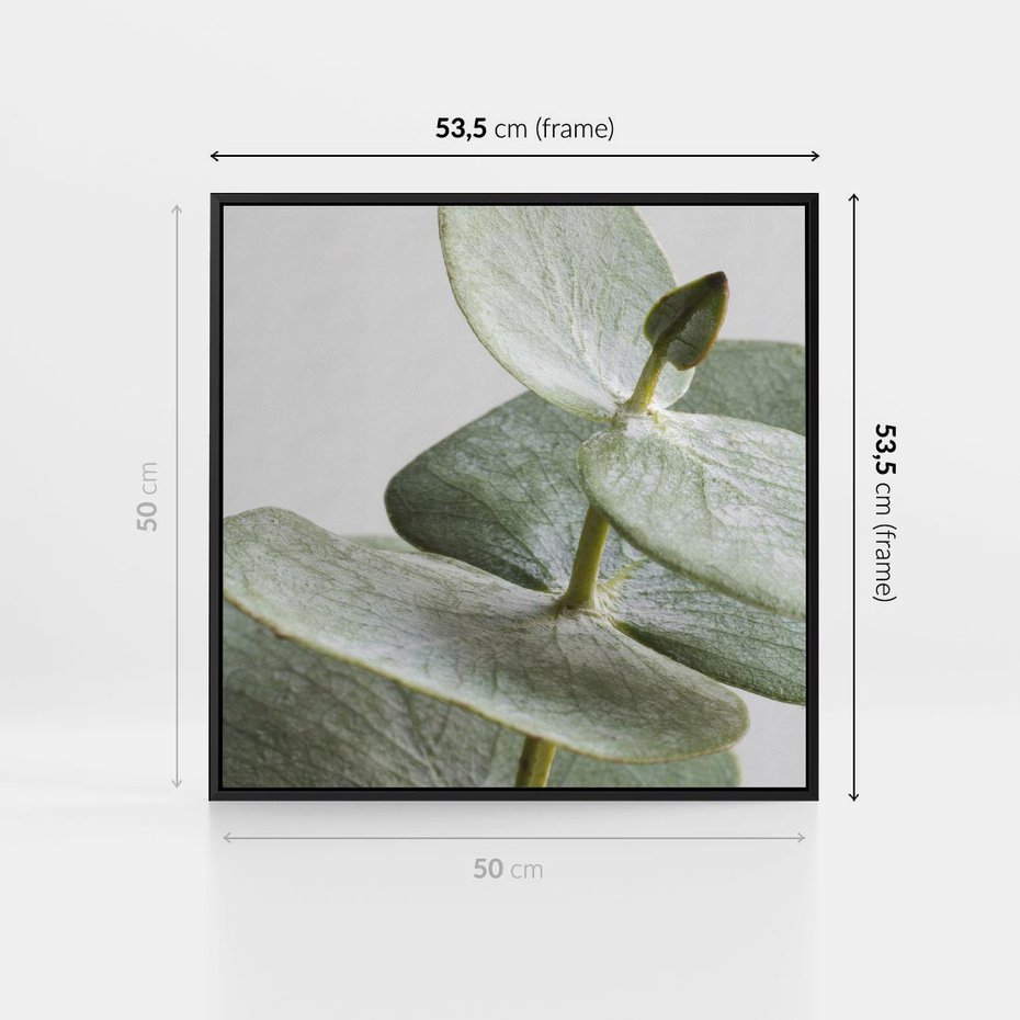 Obraz w ramie 50x50 - Eukaliptusowa zieleń - eukaliptus, zielone - rama czarna