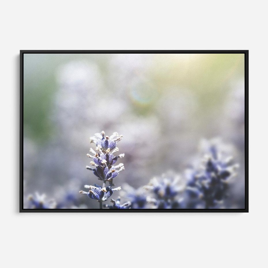 Obraz w ramie 100x70 - Delikatna Uroda Natury - wrzosy, fiolet - rama czarna