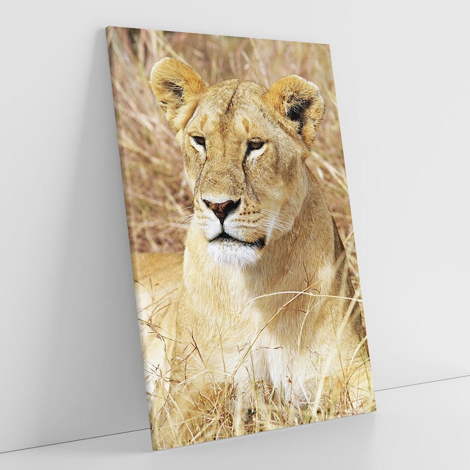 Obraz na płótnie 80x120 - Potęga lwów w Afryce - lew, lwica