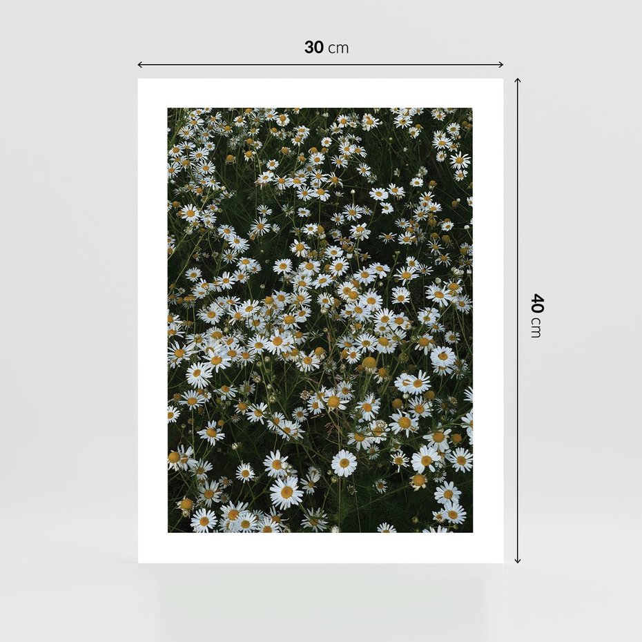 Plakat bez ramy 30x40 - Stokrotkowa Idylla na Łące - łąka, stokrotki