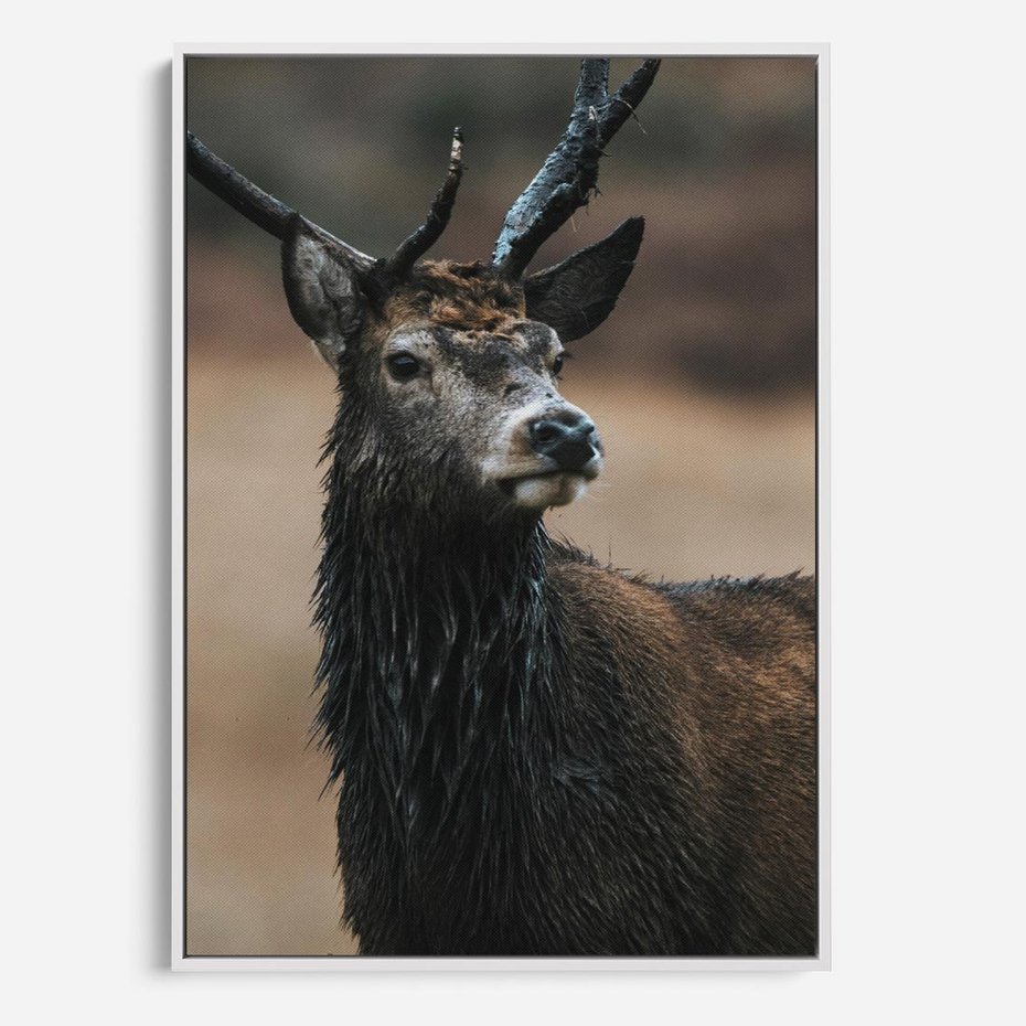 Obraz w ramie 80x120 - Spokojny jeleń - jeleń, las - rama biała