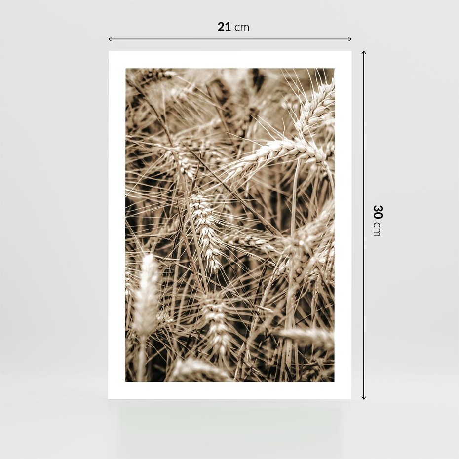 Plakat bez ramy 21x30 - Zbliżenie na Kłosy Zboża - zboża, kłosy zboża
