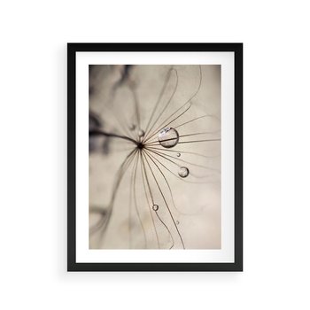 Plakat w ramie 30x40 - Makro Uroda: Kropla na Dmuchawcu - zbliżenie makro, kropla wody na ziarenku dmuchawca - rama czarna