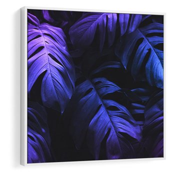 Obraz w ramie 80x80 - Mroczna Magia Dżungli - mroczna grafika, fioletowe liście monstery na czarnym tle - rama biała