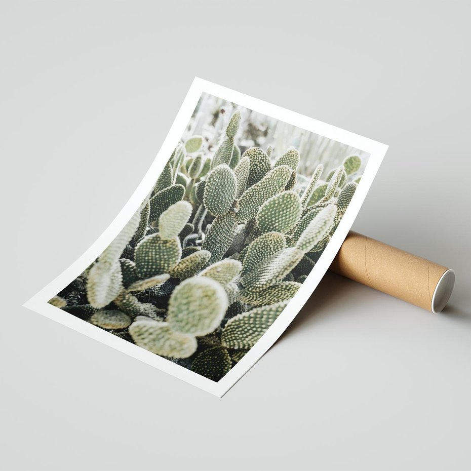 Plakat bez ramy 40x50 - Kaktusowa Harmonia - kaktusy, fotografia