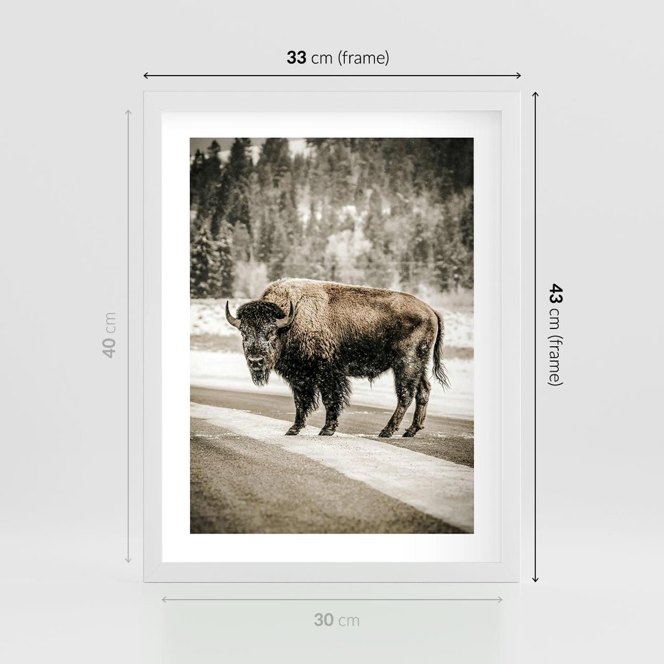 Plakat w ramie 30x40 - Spotkanie z Żubrem na Leśnej Drodze - żubr, las - rama biała