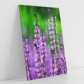 Obraz na płótnie 50x70 - Lawenda magia purpury - lawenda, kwiaty