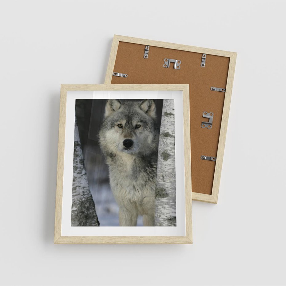 Plakat w ramie 40x50 - Wilk w Zimowym Lesie - wilk, las - rama drewno