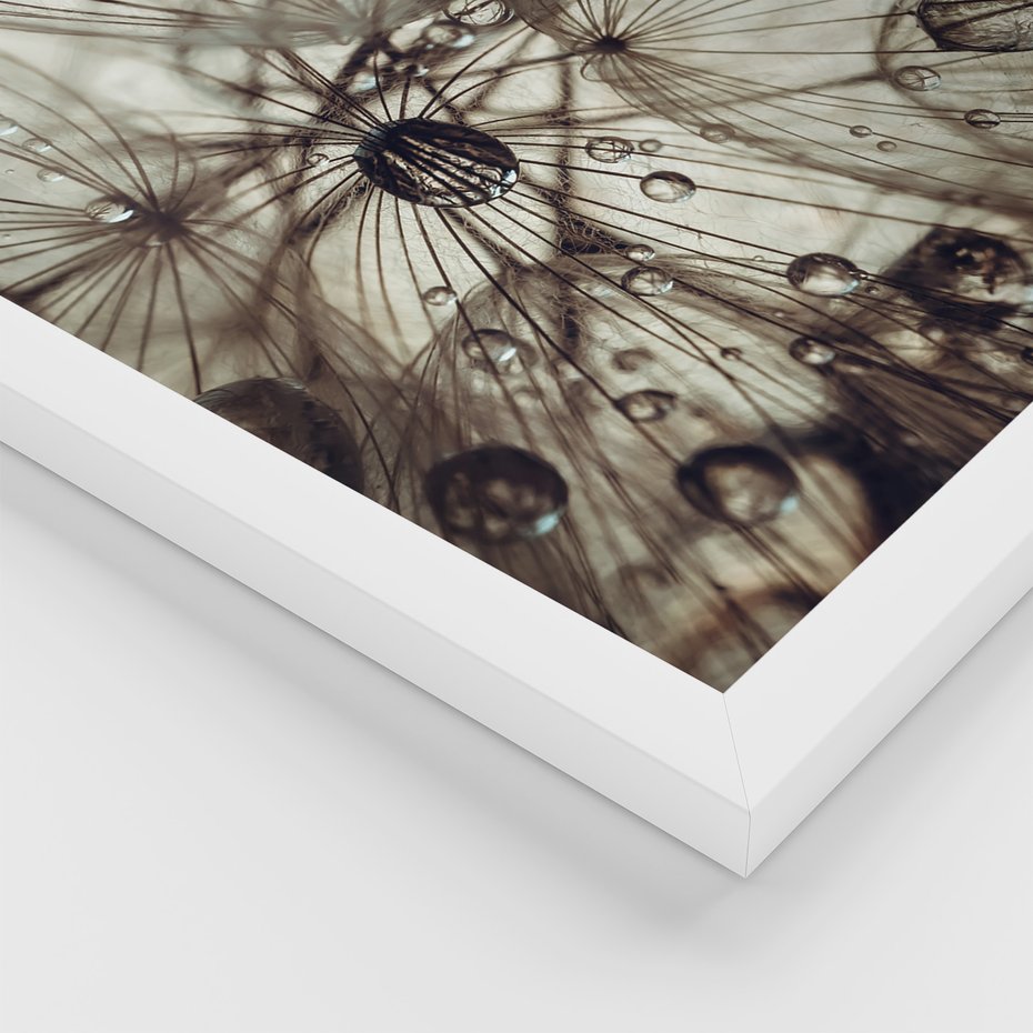 Zestaw obrazy w ramie 50x70 galeria - Dmuchawce, krople, wody, makro - rama biała