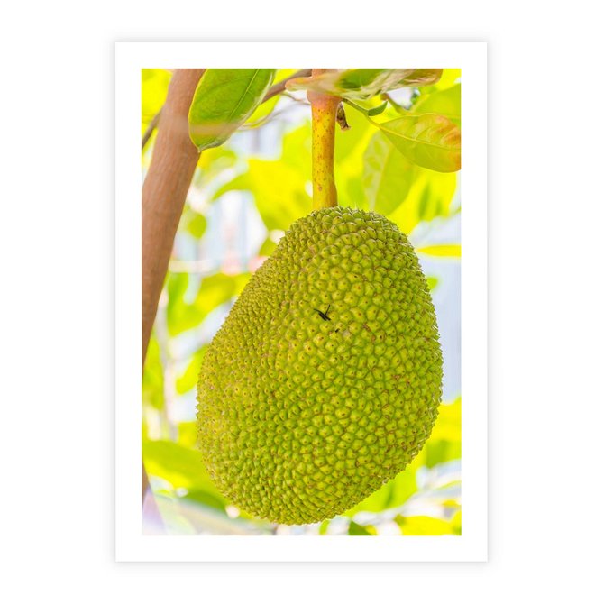 Plakat bez ramy 21x30 - Tropikalny raj nad morzem - tropikalny, owoc