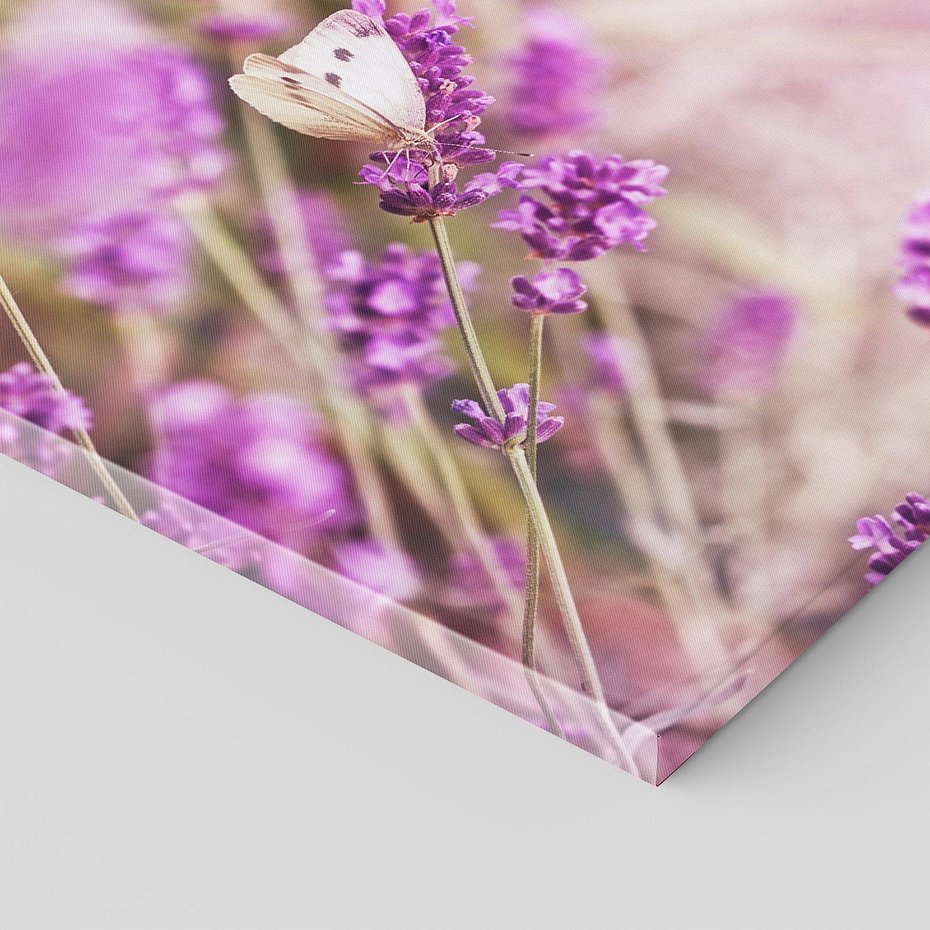 Obraz na płótnie 80x80 - Majestat lawendy: fioletowe pola - lawenda, fiolet